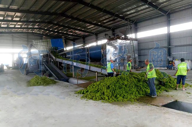 滸苔烘干機如何把滸苔苔蘚變廢為寶？